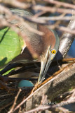 Green Heron nest egg 2007031892.jpg