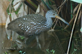 Limpkin 2007021689 .jpg