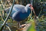 Swamphen 2007031819.jpg