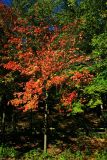 Red in Happy Hollow State Park, Indiana