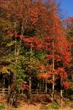 Indiana - Fall in Happy Hollow State Park, West Lafayette, Fall Colors