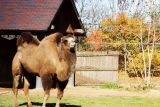 Bactrian Camel from the Gobi Desert, Brookfield Zoo, Chicago