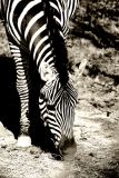 Zebra In Black and White, Brookfield Zoo, Chicago