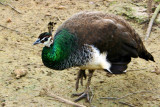 Heres a peahen, Meenakshi Temple in Pearland, Houston