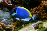 Powder Blue Tang - Acanthurus Leucosternon, fish, Aquarium