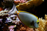 Orangespine Unicornfish - Naso Lituratus, fish, Aquarium