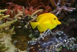 Yellow Tang, fish, Aquarium