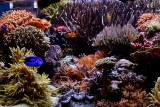 Corals, Aquarium