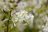 Spring 2007 - White blooms