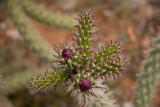They are colorful too, Cactus, Sedona, AZ