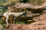 Mountain ram, Grand Canyon National Park