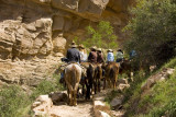 Mule ride, Bright Angel Trail, Grand Canyon National Park