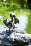 Cleaning frenzy, Stork, Galveston, TX
