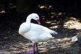Simply white swan, Galveston, TX