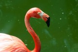 A beautiful pink flamingo, Galveston, TX