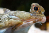 C-O Sole - Pleuronichthys coenosus, Fish, Aquarium