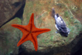 V is for Vermillion Sea Star - Mediaster Aequalis, Fish, Aquarium