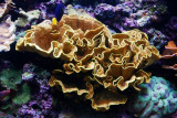 Yellow leaf coral, Fish, Aquarium