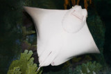 Sting Ray, Fish, Aquarium