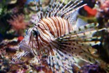 Fish, Aquarium