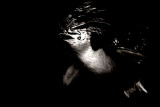 Penguin, Aquarium