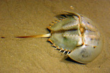 Horseshoe Crab, Aquarium