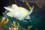 Loggerhead Sea Turtle - Caretta Caretta, Aquarium