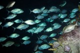 Schoolmaster - Lutjanus Opodus, Aquarium