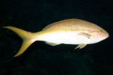 Yellow Goatfish - Mulloidichthys Martinicus, Aquarium