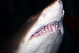Atlantic Blacktip Shark - Cacharhinus limbatus, Aquarium