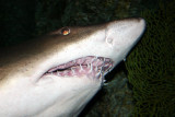 Atlantic Blacktip Shark - Cacharhinus limbatus, Aquarium