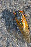 Cicada - the great bug of evolution