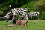 Kudu with the Zebras, Indianapolis Zoo, IN