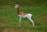 Addra Gazelle, Indianapolis Zoo, IN