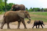 E is for Elephant - African Elephant family, Indianapolis Zoo, IN