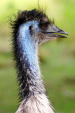 Emu, Indianapolis Zoo, IN