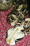 Gaboon Viper, Indianapolis Zoo, IN