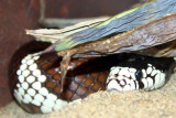 California Kingsnake, Indianapolis Zoo, IN