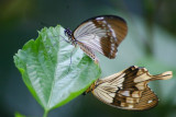 Butterfly: Julias side
