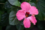 Butterfly: Tiger Longwing in a Hibiscus