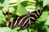 Butterfly: Zebra longwing