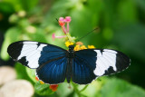 Butterfly: Blue beauty