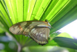 Butterfly: Julia folded up