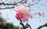 peachblossom