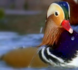 Mandarin Ducks----Yin-Yang ducks