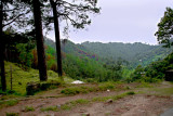 Forest near Sarsawa