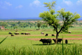 Grazing