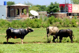 Grazing