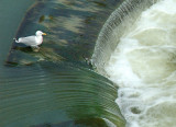 Bath-Bird-Bath-Crop.jpg