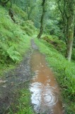 Wet-South-West-coastal-Path.jpg